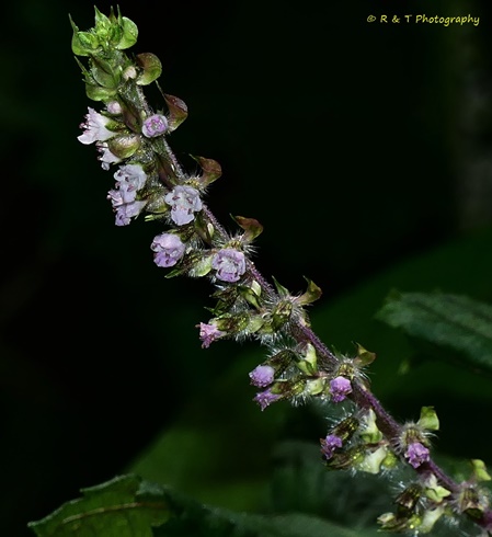 {Perilla frutescens}